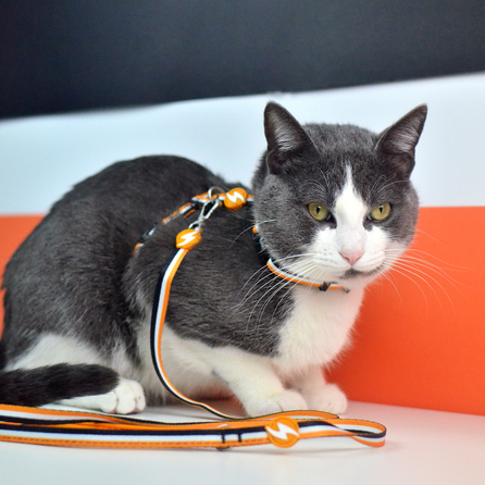 DASHI STRIPES3 ORANGE&BLACK, katėms pavadėlis, 1 vnt.