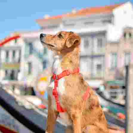 DASHI petnešos, 1 vnt.