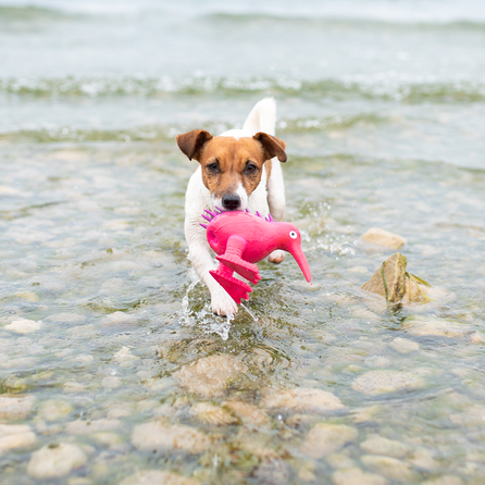 KIWI WALKER švilpiantis, lateksinis, rožinis, S žaislas, 1 vnt.