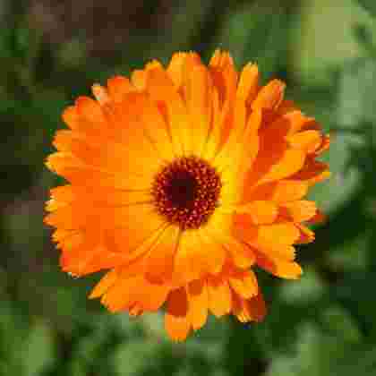 NATĒJA medetkų arbatos maišeliai, 24 vnt.