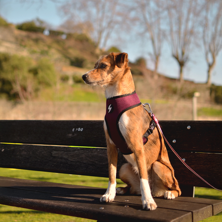 DASHI petnešos, 1 vnt.