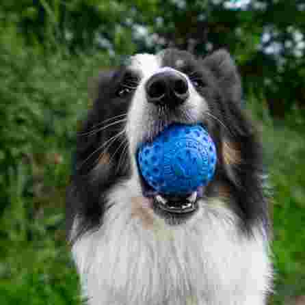 KIWI WALKER mėlynas, MAXI žaislas, 1 vnt.