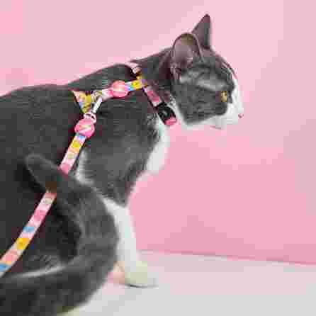 DASHI krūtinės diržas ir pavadėlis katėms, 1 vnt.