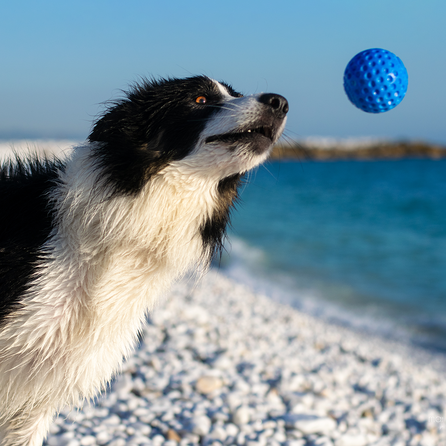 KIWI WALKER mėlynas, MAXI žaislas, 1 vnt.