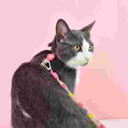 DASHI krūtinės diržas ir pavadėlis katėms, 1 vnt.