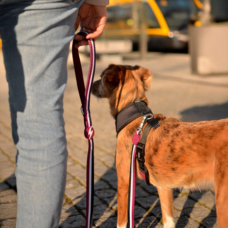 DASHI pavadėlis, 1 vnt.