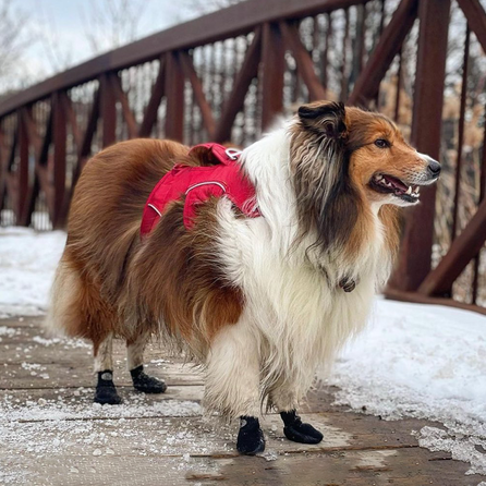 GOO-EEZ juodi, XL batukai šunims, 4 vnt.