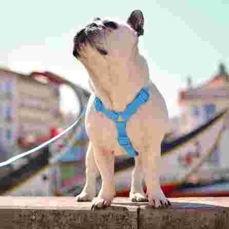 DASHI COLORFLEX BLUE, šunims, S petnešos, 1 vnt.