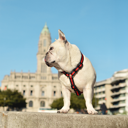 DASHI petnešos, 1 vnt.