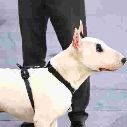 DASHI COLORFLEX BLACK, L petnešos, 1 vnt.