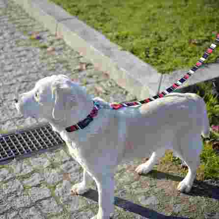 DASHI SLIDE, šunims, S antkaklis, 1 vnt.