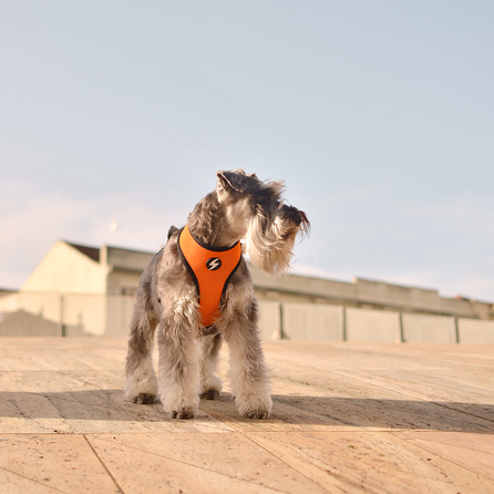 DASHI petnešos, 1 vnt.